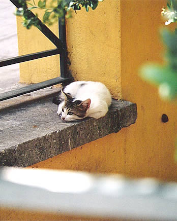 Un chat songeur