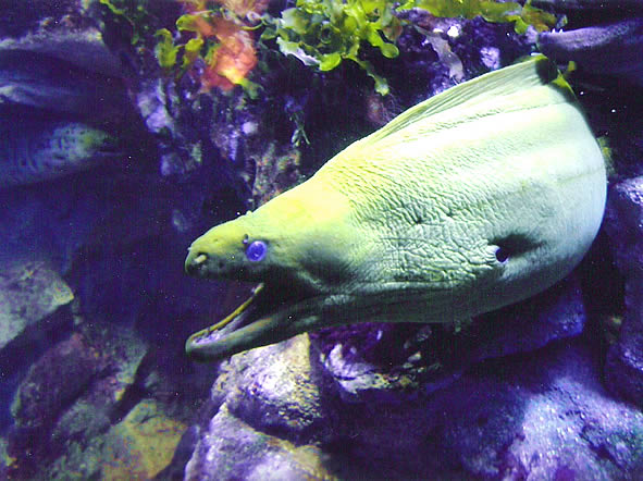 Mur&egrave;ne, aquarium de San Sebastian