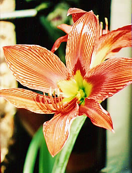 Orchid&eacute;e